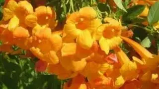Best evergreen flowering plant Tecoma (टिकोमा) /care tips.