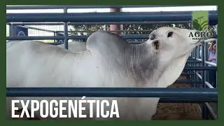 PNAT apresenta os touros zebu&iacute;nos mais selecionados na Expogen&eacute;tica em Uberaba