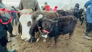 СААН УЙЛАР КУНАЖЫН БУКА ЭРКЕК УРГААЧЫ ТОРПОК БААЛАРЫ 🤯 #байтв 