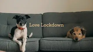 Love Lockdown - Dogs Loving In Lockdown