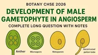 Development of male gametophyte in angiosprem  / class 12th botany CHSE EXAM 2026 / provide 4 you