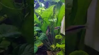 Gorgeous Purple Emperor Tetras 💜 #aquarium #tetras