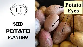 Planting Seed Potatoes & Potato Box Build DIY