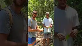 Explorando la Coral Coast 🌴🌊 #fijiliving #fijiislands #travel #waterfall  #shortvideo #shorts