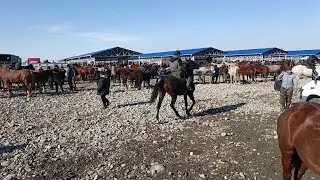  1 февраль Сокулук мал базары
