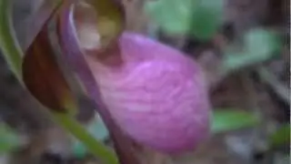 Pink Lady Slipper ( Cypripedium accaule Ait. )