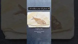 Beautifully preserved Knightia Alta fossil fish- Green River Formation, Wyoming. #fossils