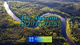 Amazon Lab at Duke | The Amazon Rainforest: An Evolutionary Tale