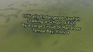 Critically Endangered Sawfish Hunting Fish by a Large Group of Manatees in Tampa Bay, Florida