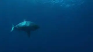Amphibico Pro Series - Great White Sharks