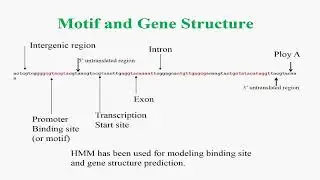 Motifs and Gene Structure