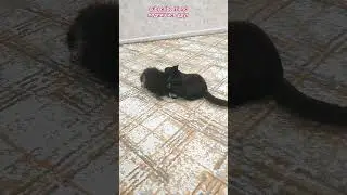 Puppy and kitten are friends #щенокшпитц #cat #dogs #приколы #видосыоткота
