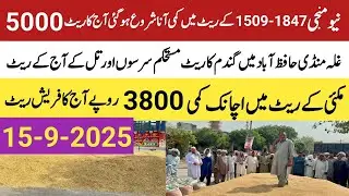 New paddy 2025 price today in panjab .wheat makki ,sarson ,till rate today in panjab.15,09,2025