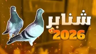 توليعة مع الحمام الزاجل | شنابر ديال هاد العام ❤️​🕊️​