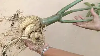 Rosa do deserto de galho forma uma linda batata 😏😍