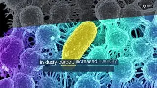 Microbial growth and VOC emissions from carpet and drywall in humid conditions