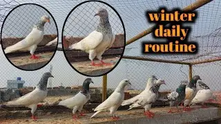 Winter daily routine 👍 || Subscribe Pigeon Entertainment  || 