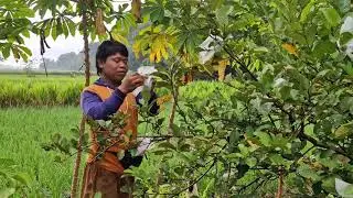 A SMART FARMER'S IDEA FOR WRAPPING CRYSTAL GUAVA FOR BETTER HARVEST RESULTS! - Agriculture Farming