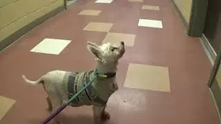 Adopt Odin! Sweet Senior Dog! 12 yr.