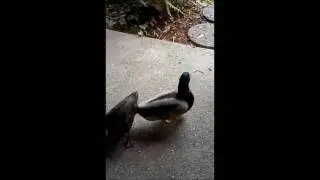 Duckbert and Splotchbert Return 11/16