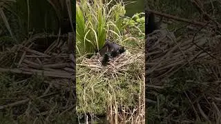 Waterhen feeding there young