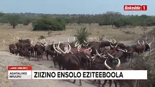 Agataliikonfuufu: Uganda Zaabu ziizino ensol eziteboola Ente zinywa n'ezomunsiko