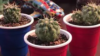 Copiapoa haseltoniana seedlings!
