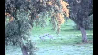 CAMPI&Ntilde;A SUR DE EXTREMADURA