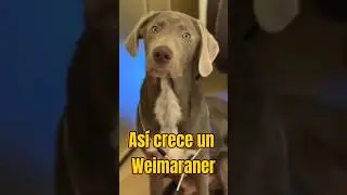 &iexcl;As&iacute; es como crece un Weimaraner!