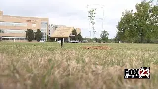 Video: OU Tulsa plants seedling from survivor tree in remembrance of OKC bombing