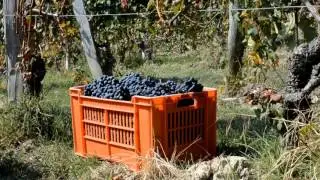 STROPPIANA - I FEEL, I SENSE - WINES FROM LA MORRA