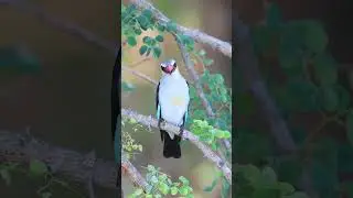 #birds #animals #canarias #amazon #tiktok