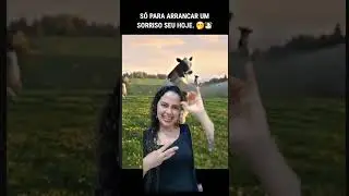 Tinha 8 vaquinhas... Vaca H - Libras
