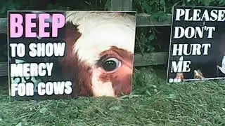 Slaughterhouse Vigil Devon Animal Save 16th August 2017