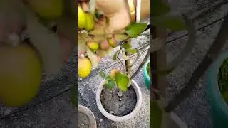 Red Kashmiri Apple Ber