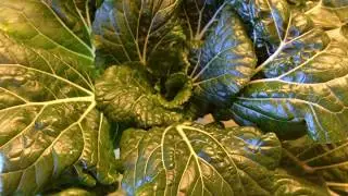 B.A. Kratky - Healthy Greens Grown in Water