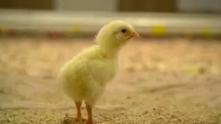Chicken Farmers of Canada's Animal Care Program