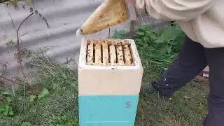 Обработка пчёл и ответы на комментарии.