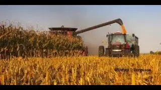 MicroSurge and Inceptive for Corn