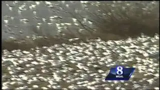 Video: Do geese flying habits tell us how long winter will last?