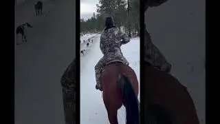 Cougar hunting on horse back #cougar #cougarhunt #cougarhunting #hunting #hounds #dog #horse #shorts