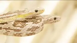 Snake Bytes TV - Corn Love!