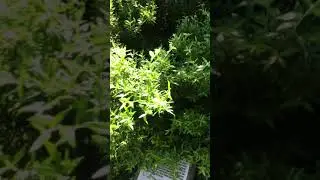 Myrtus communis 'Compacta'