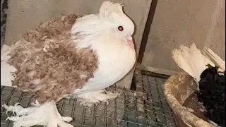Pigeons breeding season|| Breeding time || #winter #season #breeding #progress #breedingsetup