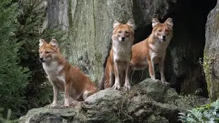 Adorable! Bronx Zoo debuts pack of endandgered fox-like wild dogs