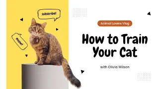 Diversity of Cat Breeds