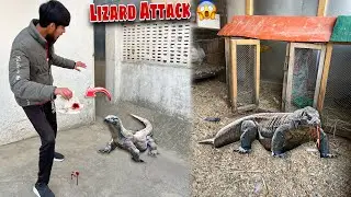 Dragon Lizard Ny Dove Pr Attack Kr Diya 😱 Dove No More! 😭