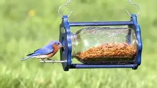 Duncraft Bug a View Jar Bluebird Feeder 4346