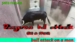 Dangerous bull attack on a man || very dangerous big size bull attacking on cow and man in 2021