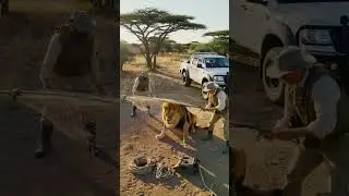 Why Are They Capturing a Lion? A Life-or-Death Rescue Mission.